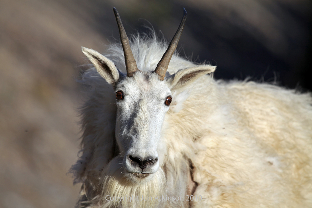 Mountain Goat, Jasper National Park. Mountain Goat